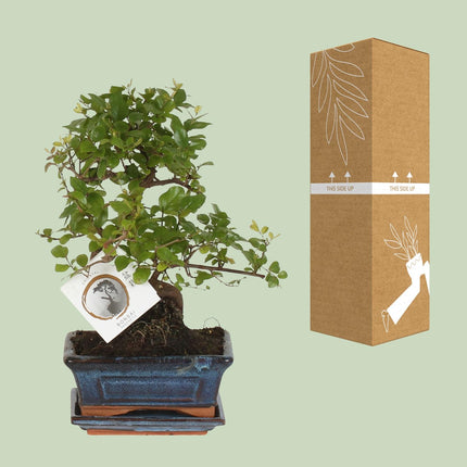 Bonsai S-vorm - ↕15cm - Ø15cm
