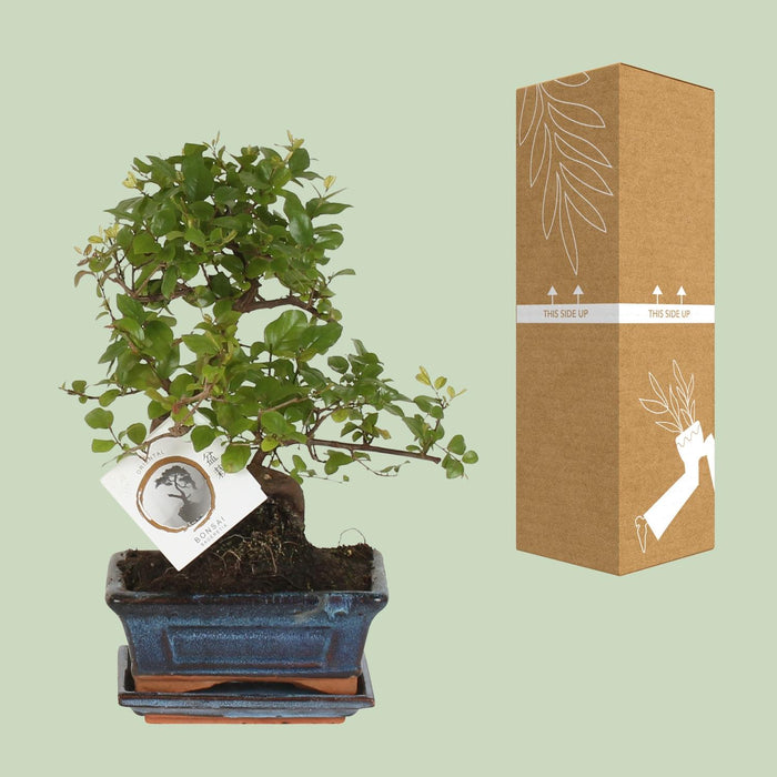 Bonsai S-vorm - ↕15cm - Ø15cm