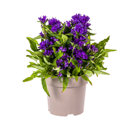 Campanula Glomerata Genti Blue - ↕30-40cm - Ø19cm