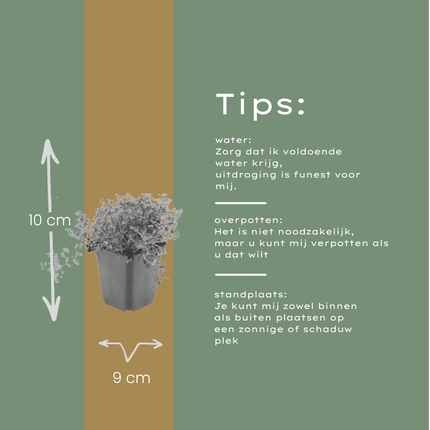 Thymus serpyllum - Kruiptijm - ↕10-25cm - Ø9cm - 60x