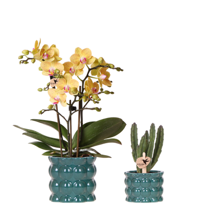 Kolibri Orchids | Plantenset Cotton Groen - Gele Phalaenopsis Orchidee Blossom Lima & Stapelia Leendertziae