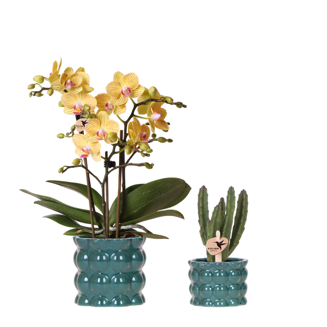Kolibri Orchids | Plantenset Cotton Groen - Gele Phalaenopsis Orchidee Blossom Lima & Stapelia Leendertziae