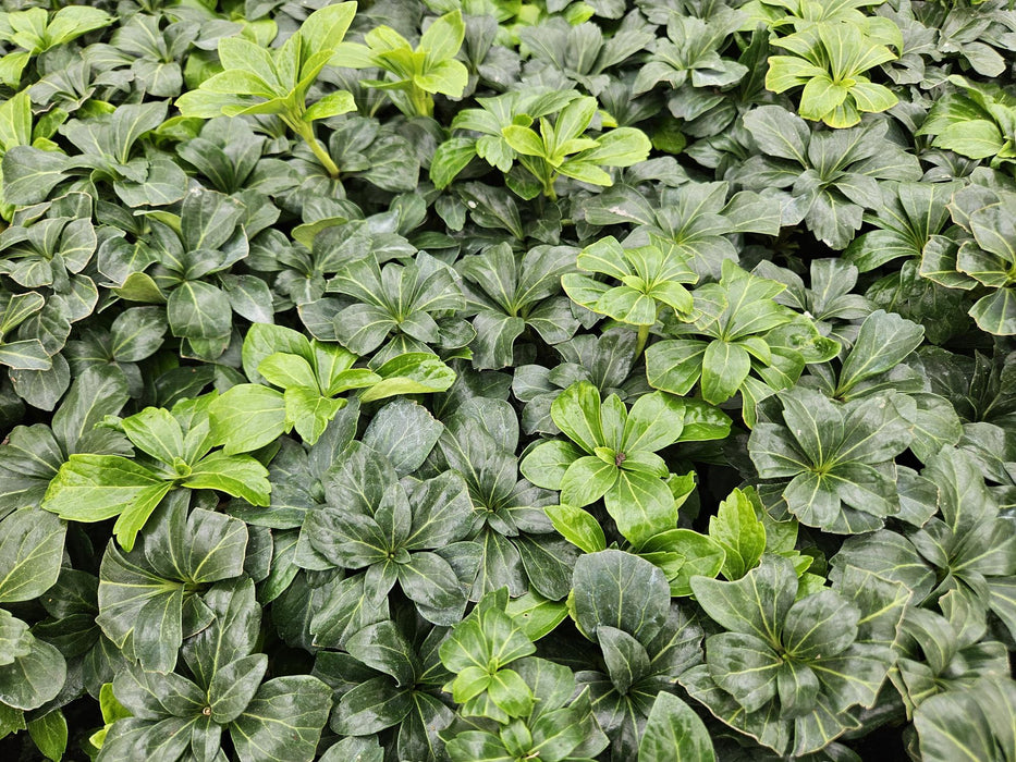 Pachysandra Terminalis 'Green Sheen' - Schaduwkruid - ↕10-25cm - Ø9cm - 6x