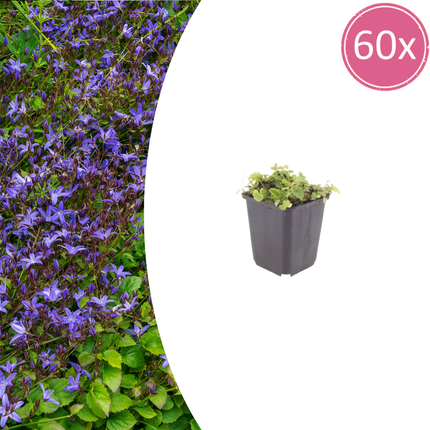 Campanula poscharskyana - Kruipend klokje - ↕10-25cm - Ø9cm - 60x