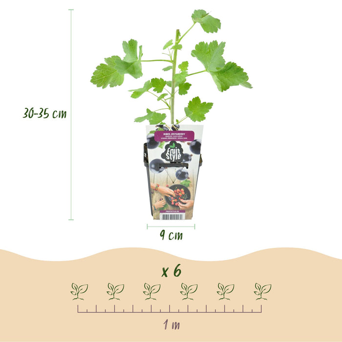 Jostabes - Ribes Jostabes - Winterhard - 6 Planten - Pot 9 cm - Zwarte Bes