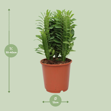 Euforbia Trigona - ↕40cm - Ø12cm
