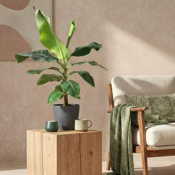 Musa acuminata Dwarf Cavendisch - Bananenplant - met grijze plantenpot - ↕70-75cm - Ø21cm