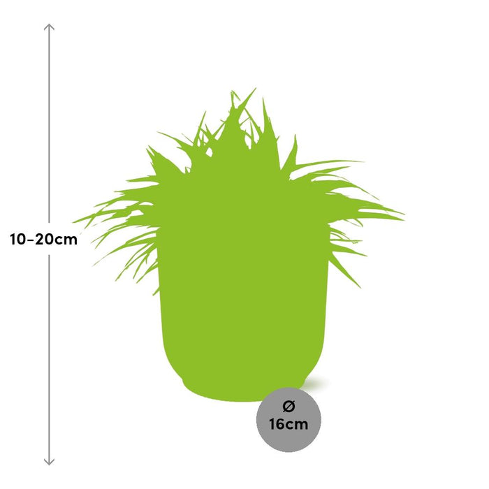 Chlorophytum Ocean - in elho Vibes Fold Ø16cm round delicate pink - ↕10-20cm