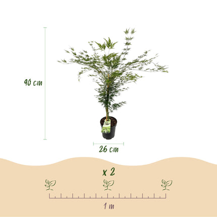 Acer palmatum Emerald Lace - Japanse Esdoorn - Groen - ↕90cm - Ø26cm