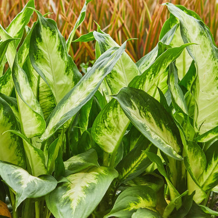 Dieffenbachia Camilla - ↕45-50cm - Ø17cm - 2x