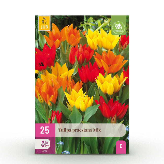 Bulbi da fiore - Tulipani Praestans mix - Vari colori - 25 pezzi - Misura bulbo 8/9 - Confezione XXL