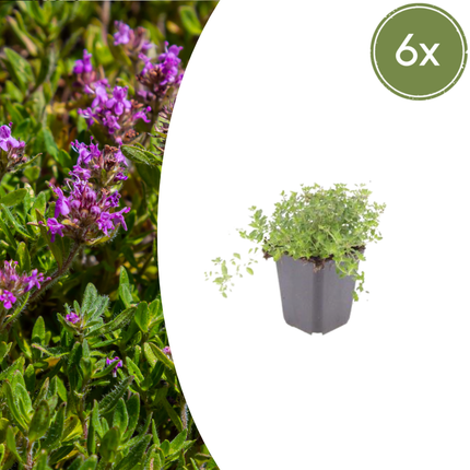 Thymus serpyllum - Kruiptijm - ↕10-25cm - Ø9cm - 6x