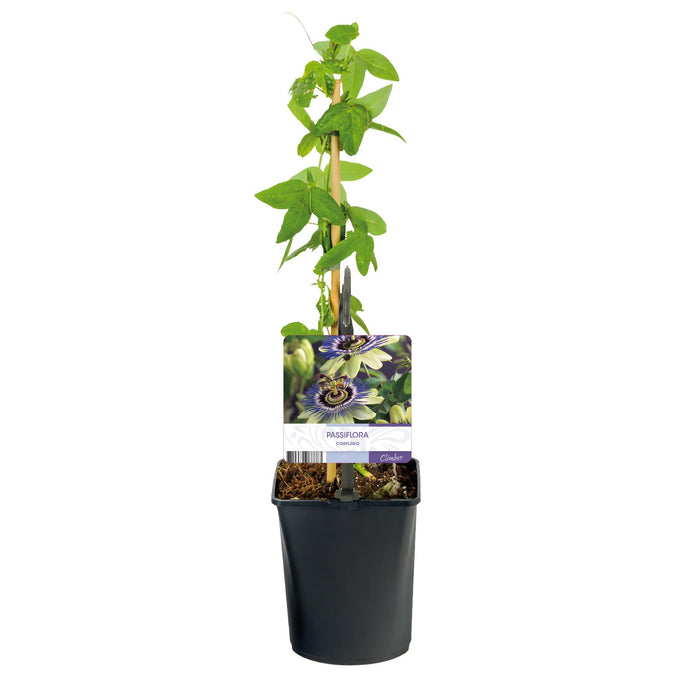 Passiebloem - Passiflora caerulea  - Bloem Blauw met Groen Wit - ↕40cm - Ø11cm - 2x