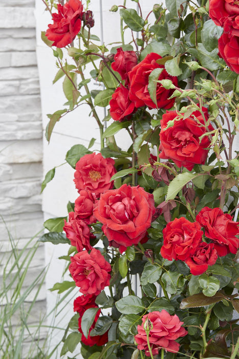 Rosa Crazy in love 'Red' - Rode Roos - ↕65cm - Ø15cm