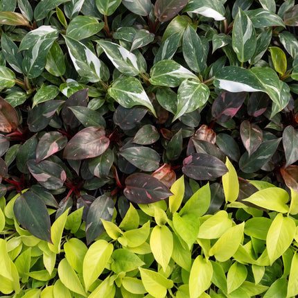 Baby Philodendron Tricolour 3x - Wit - Roze - Geel - Groen - Tropisch - incl. Copper Reef - Ø6cm - ↕10-15cm