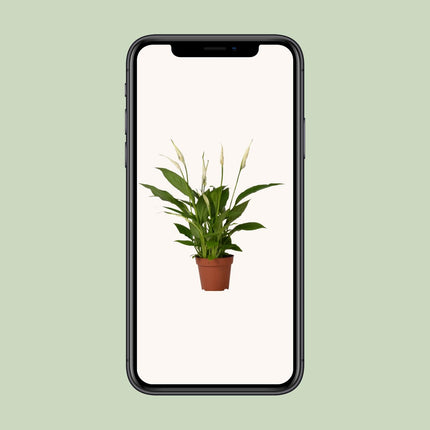 Spathiphyllum Bingo Cupido - Peace Lily - ↕45cm - Ø12cm