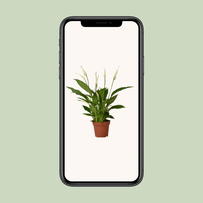 Spathiphyllum Bingo Cupido - Lepelplant - ↕45cm - Ø12cm