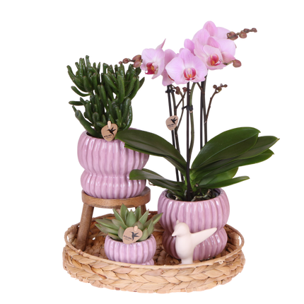 Kolibri Orchids | Gift Set Horizon Roze - Roze Phalaenopsis Orchidee Mineral Antwerpen & Succulenten