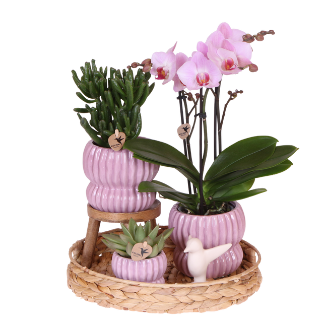 Kolibri Orchids | Gift Set Horizon Roze - Roze Phalaenopsis Orchidee Mineral Antwerpen & Succulenten