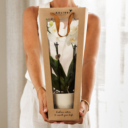 Plant gift good luck | Lausanne orchid with pot, card & gift bag