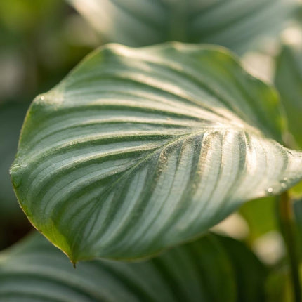 Calathea Orbifolia - ↕40-45cm - Ø17cm