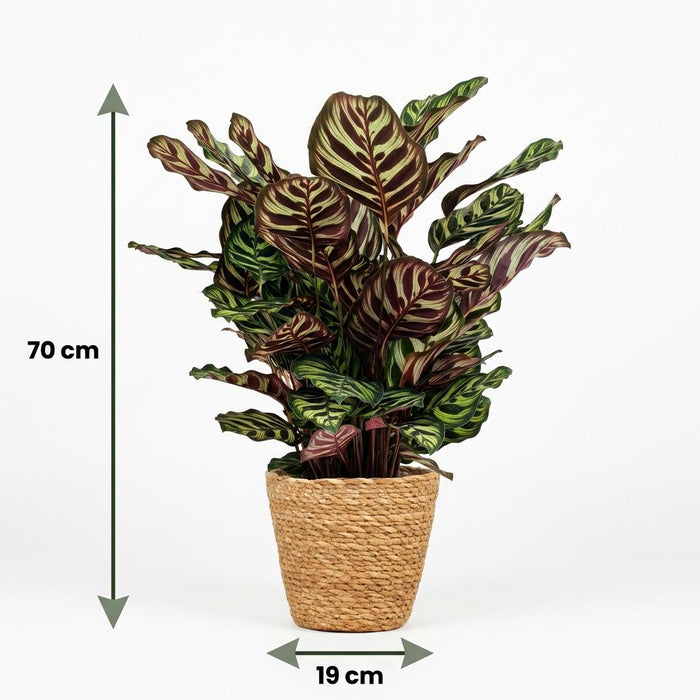 Calathea Makoyana - Pauwenplant - met Mand - ↕70cm - Ø19cm