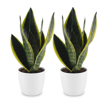 Sansevieria Future Superb - Vrouwentong - met witte pot - ↕35cm - Ø12cm - 2x