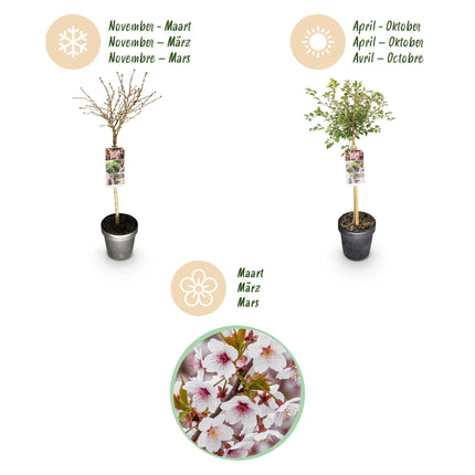 Prunus incisa Koujou-no-mai - Plante de patio - Caduc - Rustique - Fleurs blanches - Pot de 19 cm - Hauteur : 90 cm