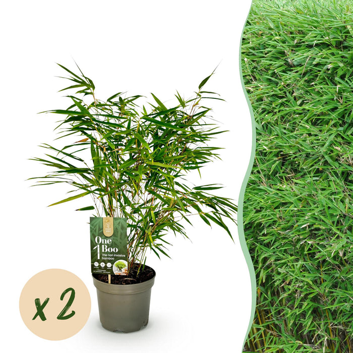 Bamboe - Fargesia rufa - Groen - 2 Planten - Bladhoudend - Niet Woekerend- Pot 17cm Hoogte 60cm