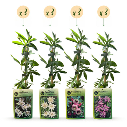 Passiflora Regenboog - Passiflora Rainbow 12x - Wit - Paars - Roze - Paars - Klimplant - Ø9cm - ↕35cm