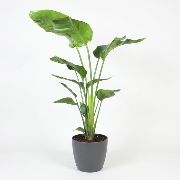 Strelitzia Nicolai - Paradijsvogelplant - met grijze plantenpot - ↕110-120cm - Ø21cm