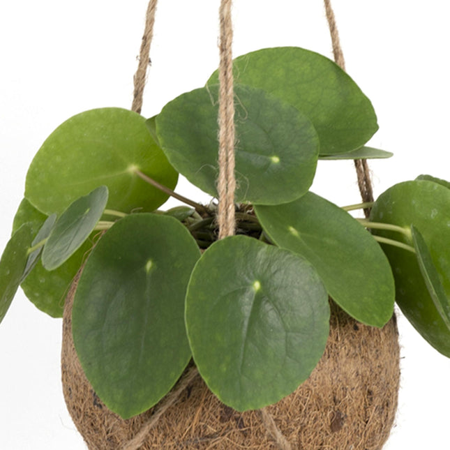 Kokodama Pilea Peperomiodes - ↕20cm - Ø15cm