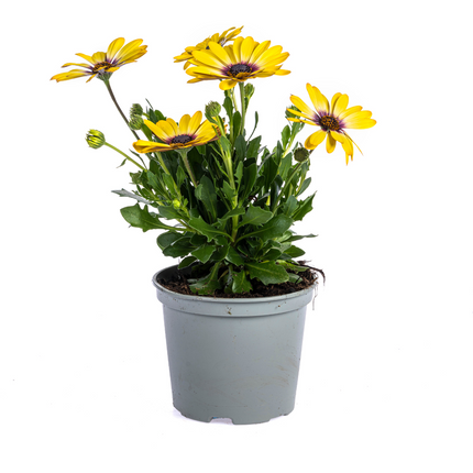 Spanische Gänseblümchen (Osteospermum ecklonis Yellow) – ↕20 cm – Ø12 cm – 8 Stück