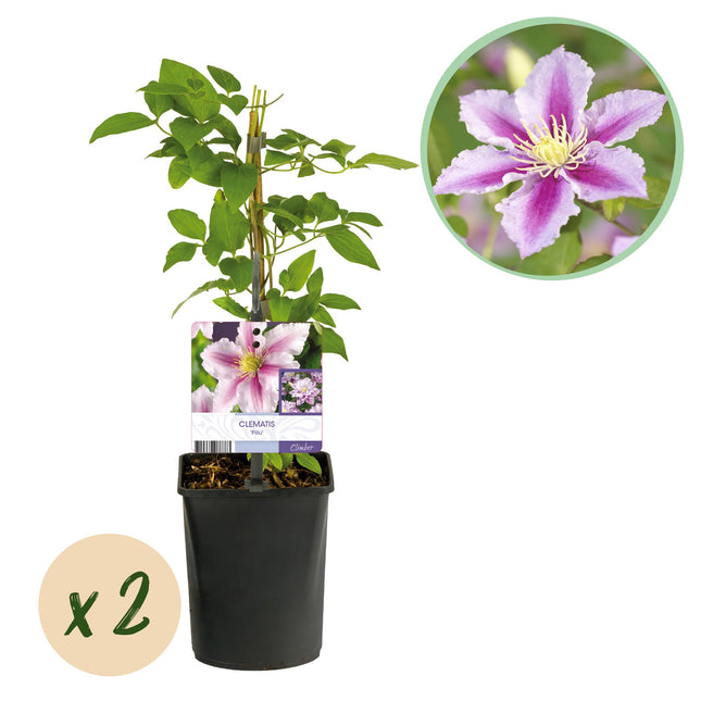 Clematis Piilu - Fiore rosa - Clematis - ↕40 cm - Ø11 cm - 2x