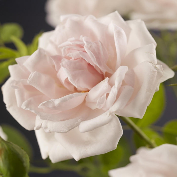 Klimroos - Rosa New Dawn - Bloem Licht roze - Weinig onderhoud - 2 planten - Pot 11cm Hoogte 40cm