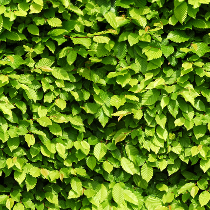 Carpinus Betulus - Haagbeuk - Palletdeal - ↕60-80cm - Ø19cm - 50x