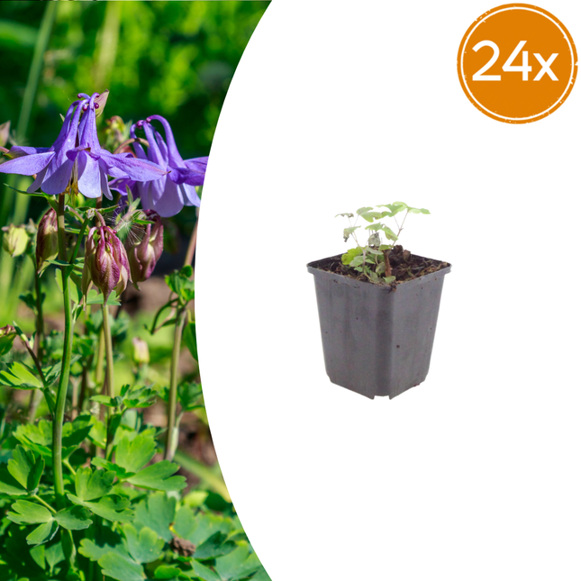 Aquilegia vulgaris - Aguileña - ↕10-25cm - Ø9cm - 24x