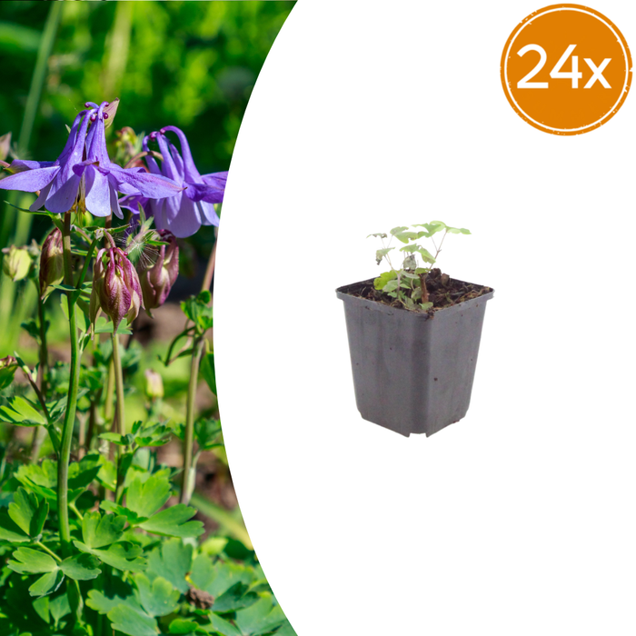 Aquilegia vulgaris - Colombina - ↕10-25cm - Ø9cm - 24x