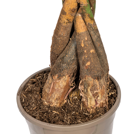 Pachira Aquatica - Money Tree - ↕120-140cm - Ø24cm