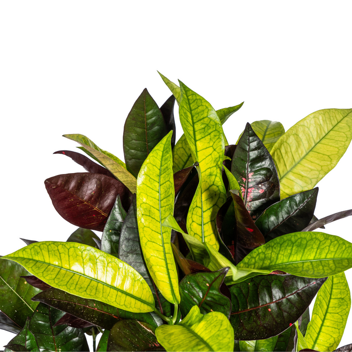 Codiaeum 'Croton' Iceton met mand Ø21cm - ↕60 - 80cm