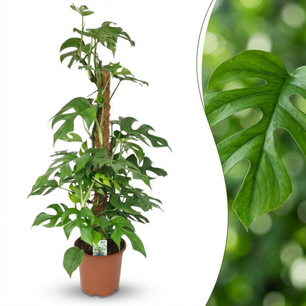 Monstera Minima Moss Stick - roślina z otworem - ↕90cm - Ø19cm