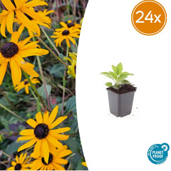 Collection image for: Rudbeckia Fulgida (Échinacée)