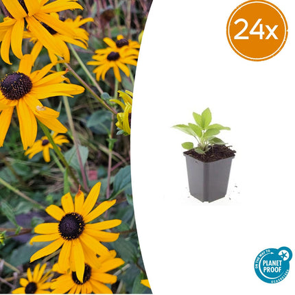 Rudbeckia fulgida 'Goldsturm' – Gelber Sonnenhut – ↕10–25 cm – Ø9 cm – 24 Stück