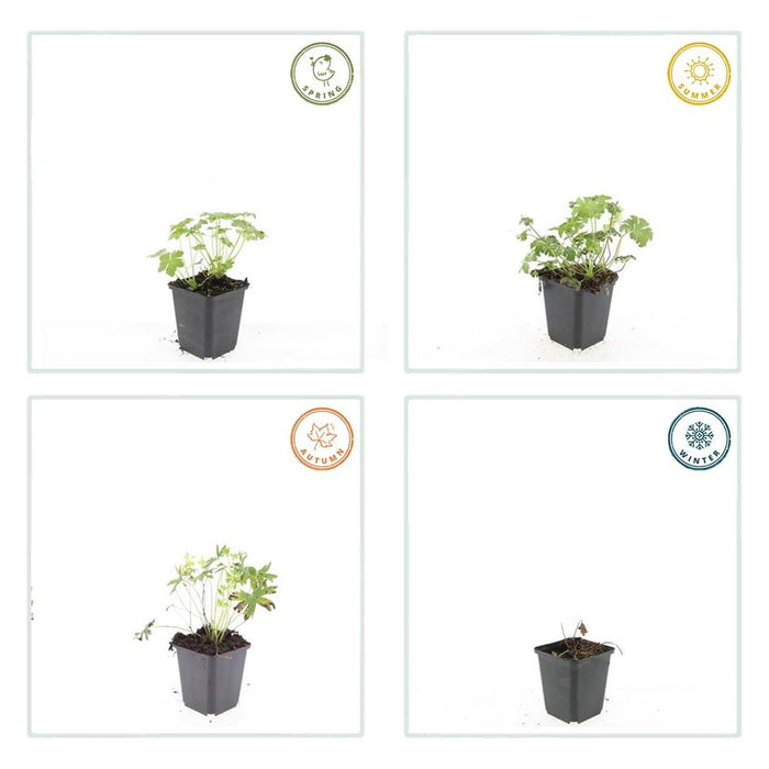 Geranium sang. 'Album' - ↕10-25cm - Ø9cm - 48x