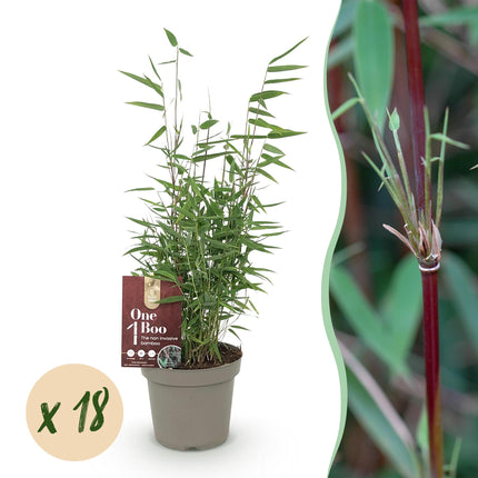 Bamboe - Fargesia Red Dragon - Niet Woekerend - Groen - ↕35cm - Ø14cm - 18x