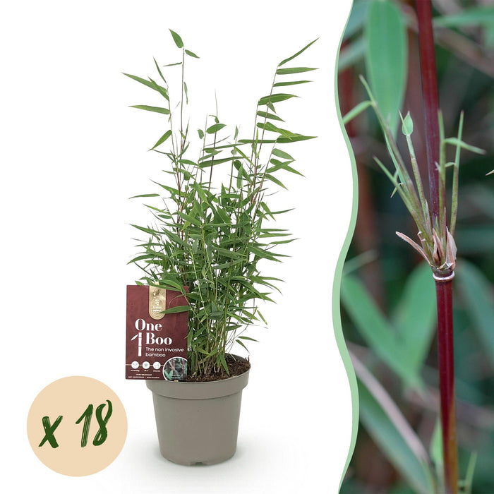 Bamboe - Fargesia Red Dragon - Bladhoudend - Niet Woekerend - Groen - 18 Planten - Pot 14cm - Hoogte 35cm