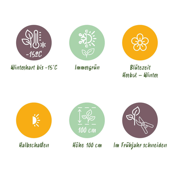 Skimmia japonica Rubella - Bloem Rood - 40+ Bloemen - ↕60cm - Ø19cm