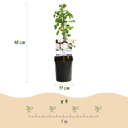 Klatrerose - Rosa Tricolour - Blomster Pink Hvid Rød - Let vedligeholdelse - 3 planter - Potte 11 cm Højde 40 cm