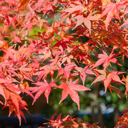 Japanese Maple - Acer palmatum Shaina - Red - ↕70cm - Ø19cm - 2x