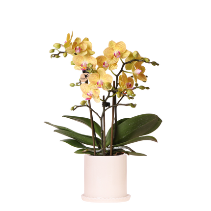 Kolibri Orchids | Gele Phalaenopsis Orchidee - Blossom Lima in Melody Sierpot - Ø9 cm